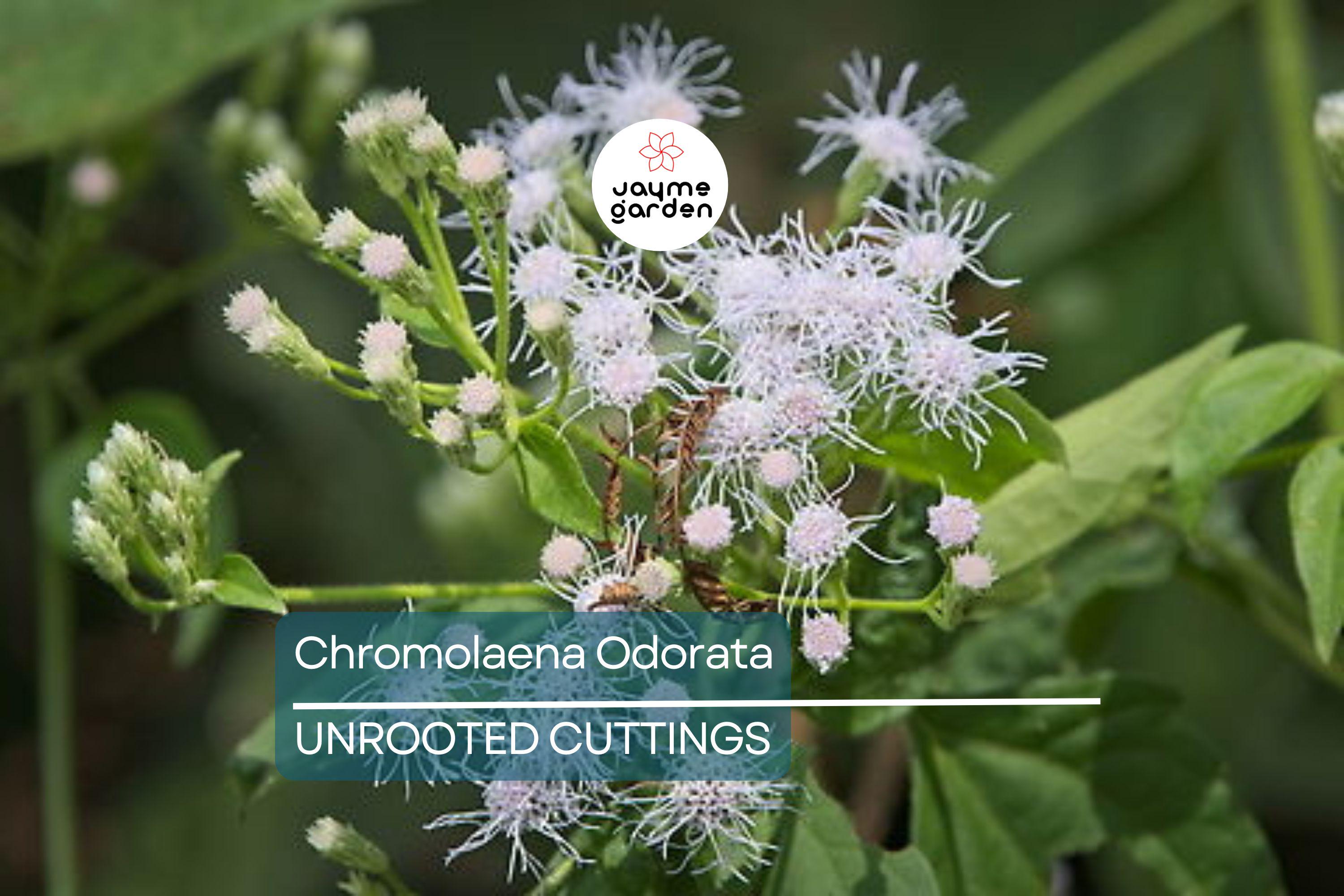 25 Jack The Bush Cuttings - Chromolaena Odorato, No Soil, No Roots, Fast-Growing Shrub