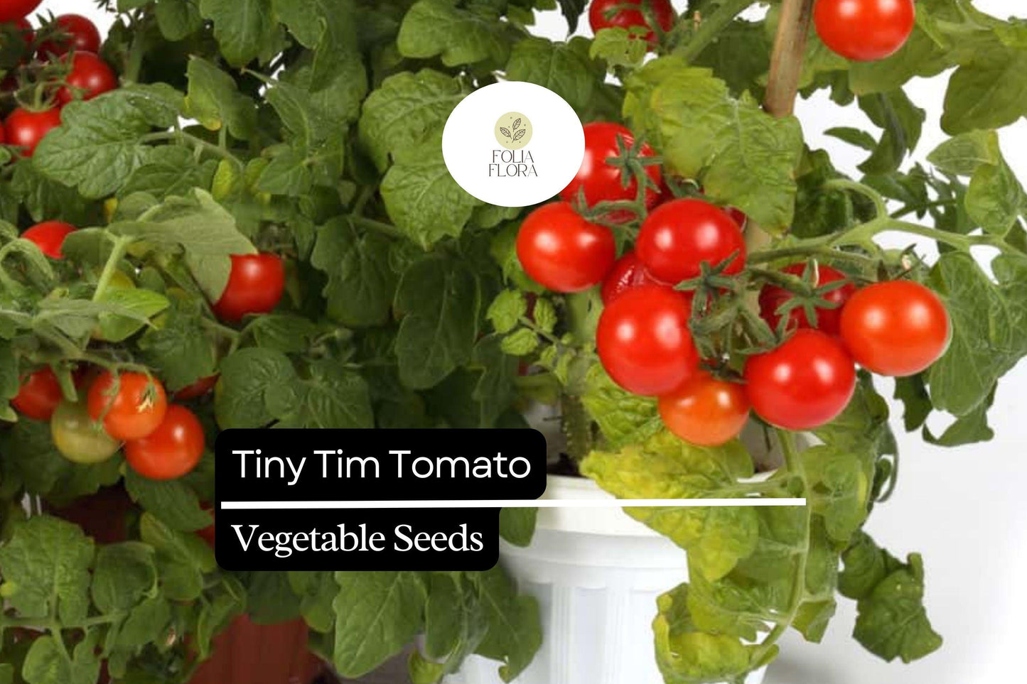 15 Seeds Tiny Tim Tomato (Solanum lycopersicum) - Dwarf Cherry Tomato, Compact Garden Tomato Variety