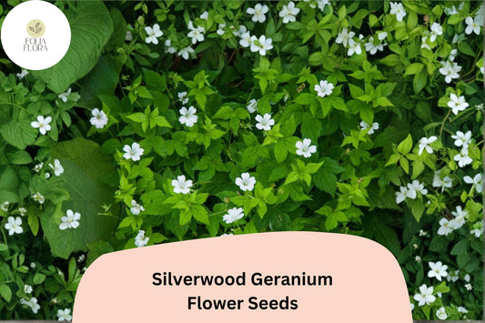 25+ Silverwood Geranium Seeds | White Cranesbill | Hardy Perennial Geranium sanguineum Silverwood Seeds for Garden Borders