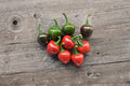 Red Cherry – Sweet Pepper 25 Seeds | Mild Sweet Pepper | Round Cherry Shape | Perfect for Stuffing & Pickling