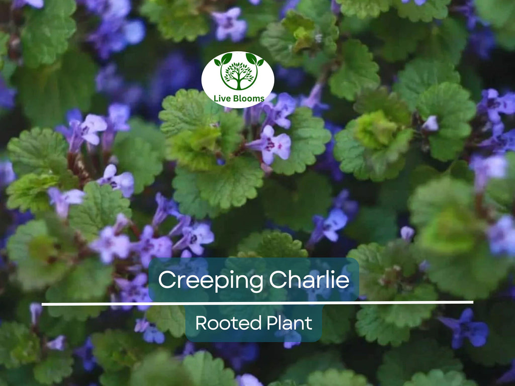 1 Creeping Charlie Friendship Plant - Live Plant, Pilea Nummulariifolia, Ground Cover, Easy Care, Indoor Outdoor, Unique Trailing Vine