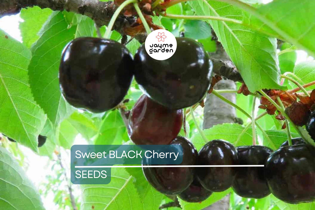 30 Fresh Black Cherry Tree Seeds - Sweet Fruit, Easy to Grow, Perfect for Home Gardens