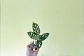 Monstera Adansonii 2 Cuttings 2 Nodes 2 Leaves Swiss Cheese Plant