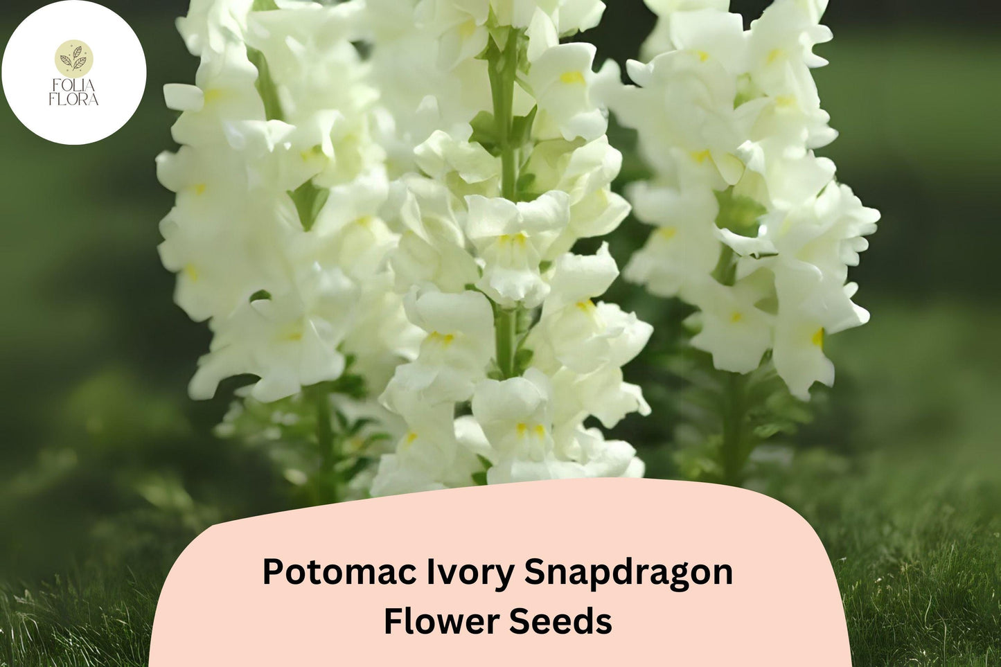 Antirrhinum majus Potomac Ivory Snapdragon Seeds – 1000+ Elegant Creamy White Blooms for Garden & Bouquets
