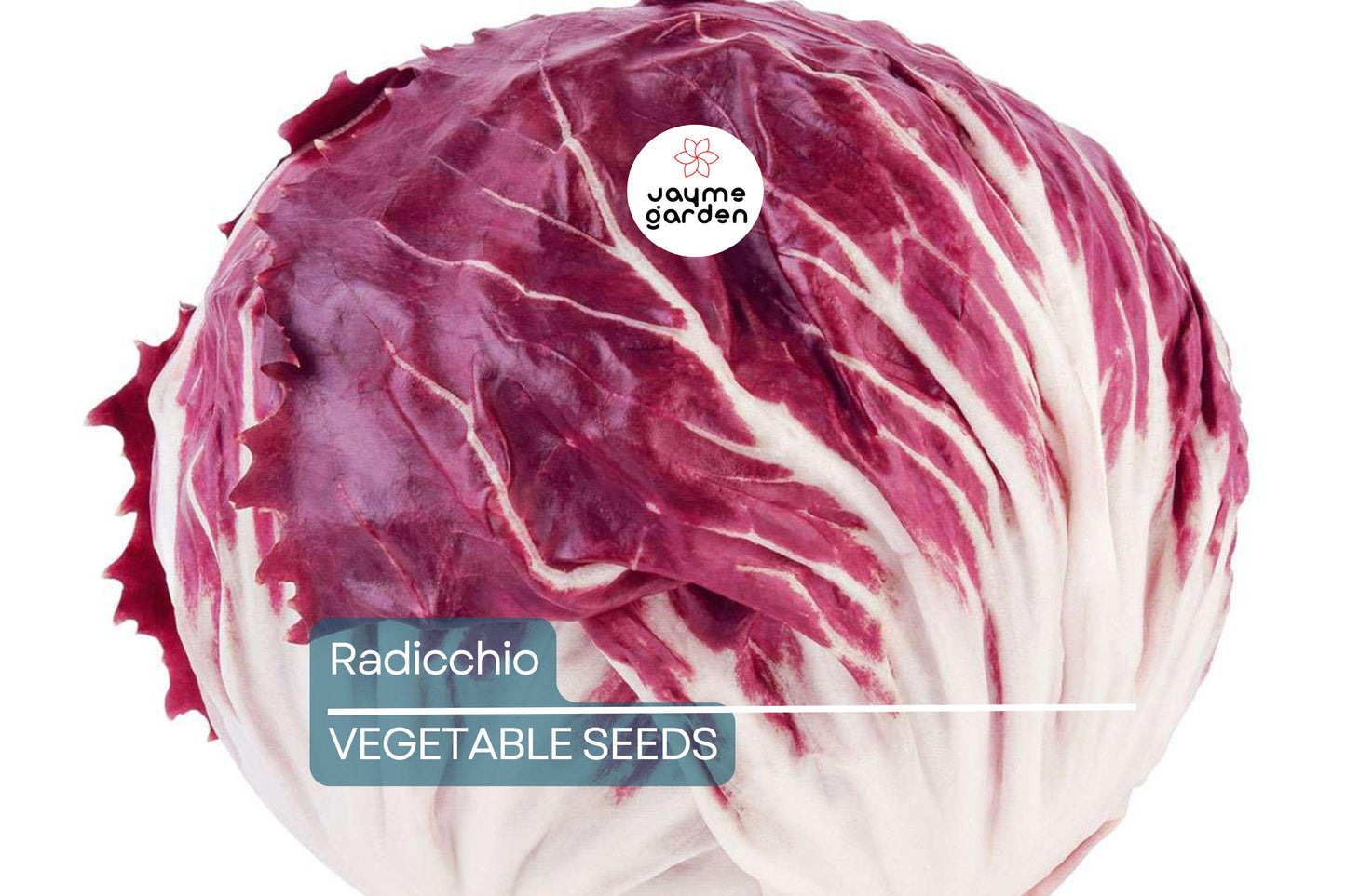 500 Radicchio Seeds - Palla Rosa Heirloom, Non-GMO, Italian Chicory, USA Seller