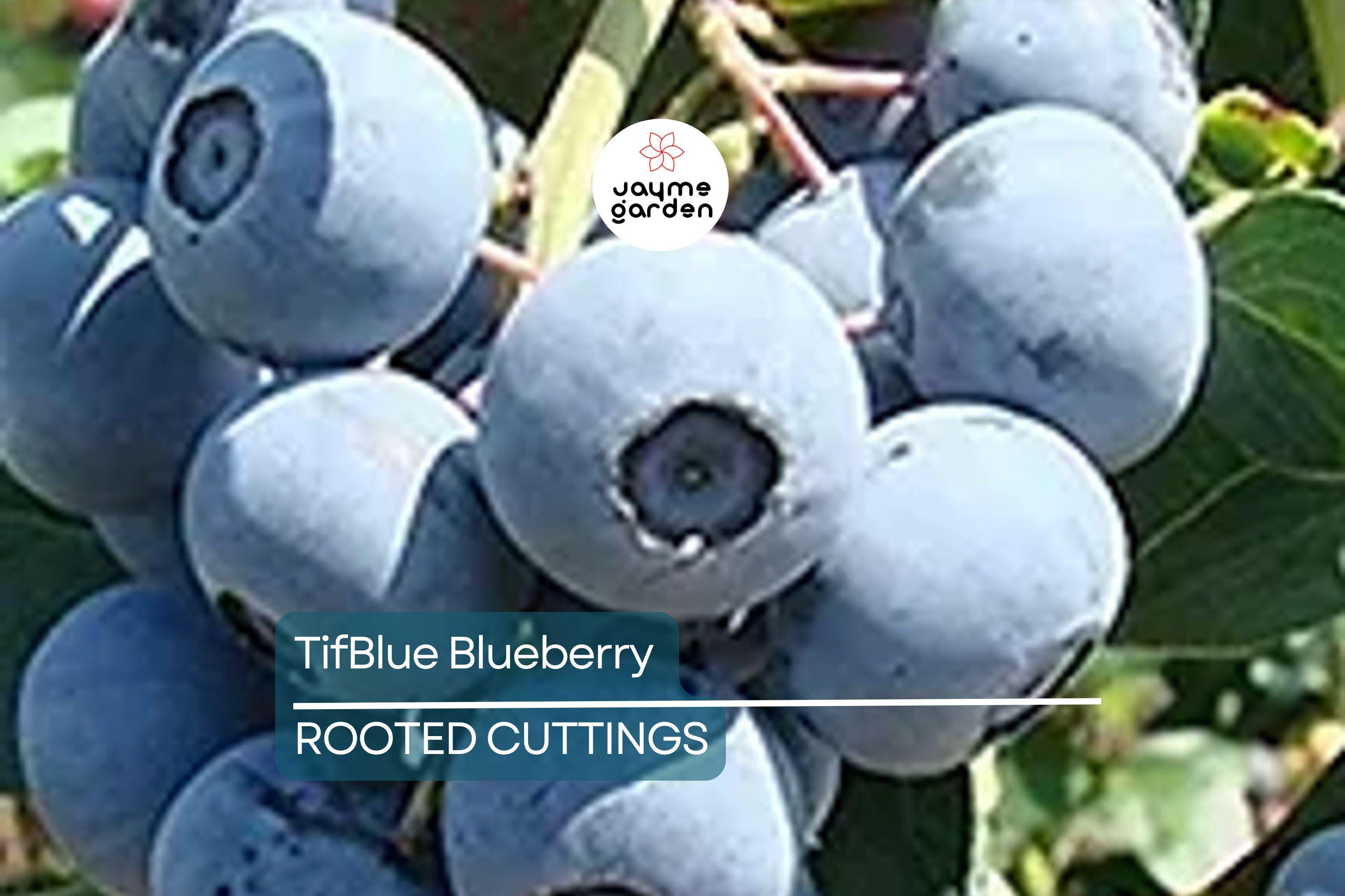TifBlue Blueberry 7 Live Plant Cuttings Grow Kit - Root Fruit Bush, RabbitEye, DIY, Cold-Hardy
