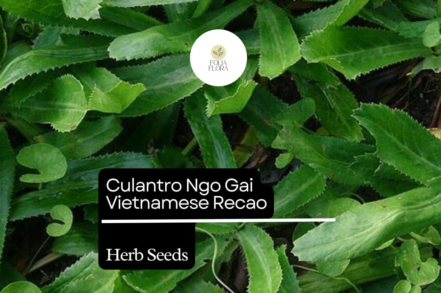 100mg Culantro Seeds Eryngium foetidum Ngo Gai Vietnamese Recao for Planting | Heirloom Herb for Cooking and Garnishing