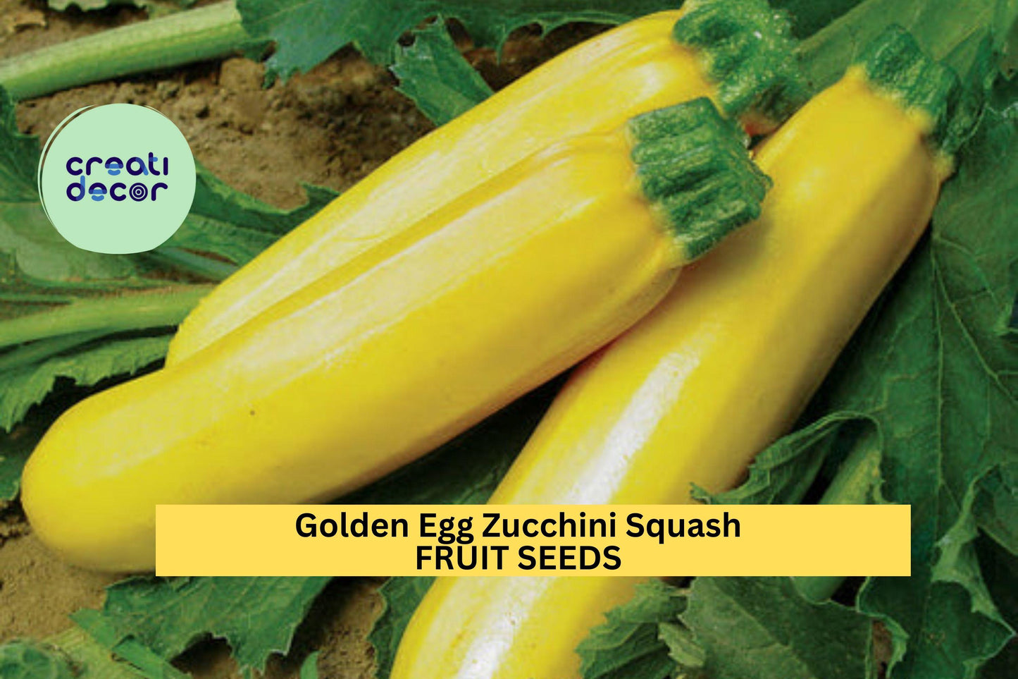 25+ Golden Egg Zucchini Seeds – Bright Yellow Egg-Shaped Summer Squash for Garden Planting, Compact High-Yield Variety – USA