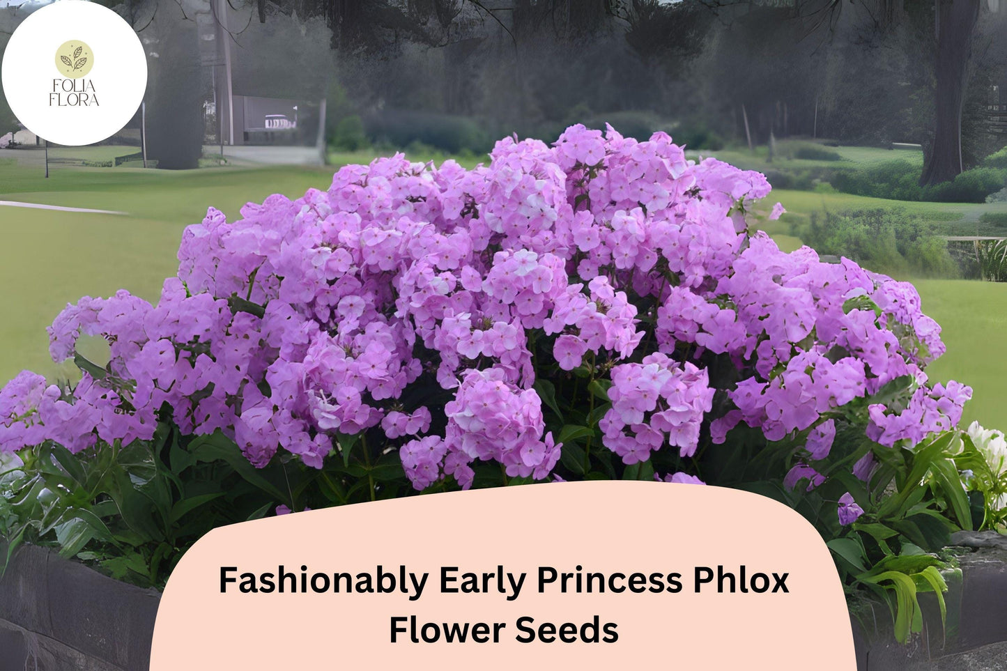 100+ Fashionably Early Princess Phlox Seeds for Garden Planting | Phlox paniculata | Perennial Flower Seeds | Pink Blooms