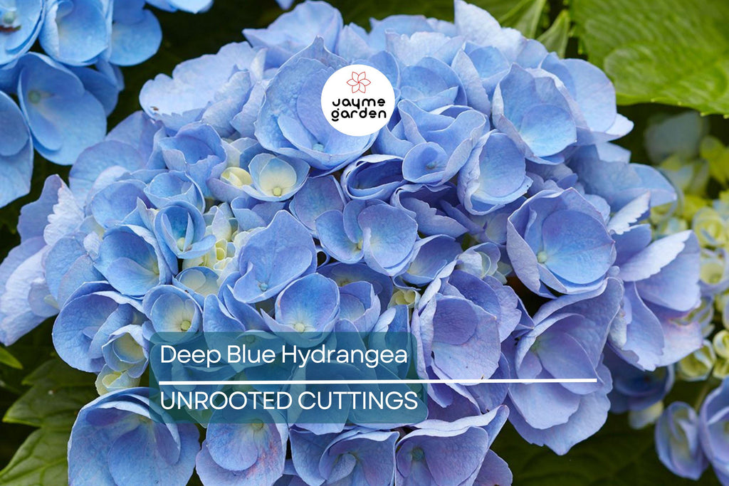 10 Fresh Cuttings of Deep Blue Hydrangea - Unrooted Starter Plant