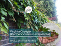 12 Small Starter Plants Virginia Creeper Vine (Parthenocissus quinquefolia) - Hardy Climbing Vine for Walls, Fences & Ground Cover