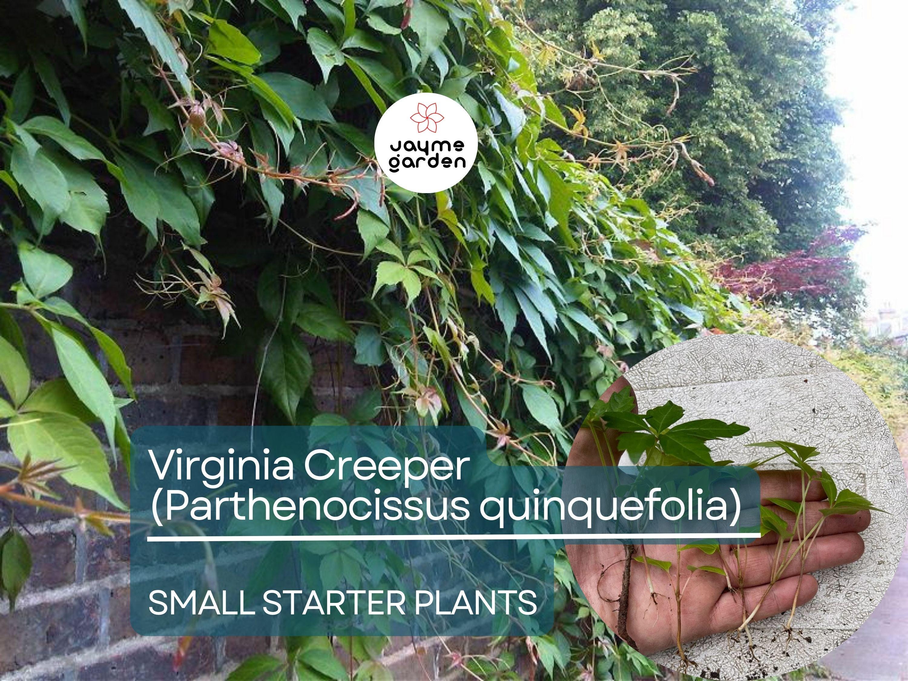 12 Small Starter Plants Virginia Creeper Vine (Parthenocissus quinquefolia) - Hardy Climbing Vine for Walls, Fences & Ground Cover