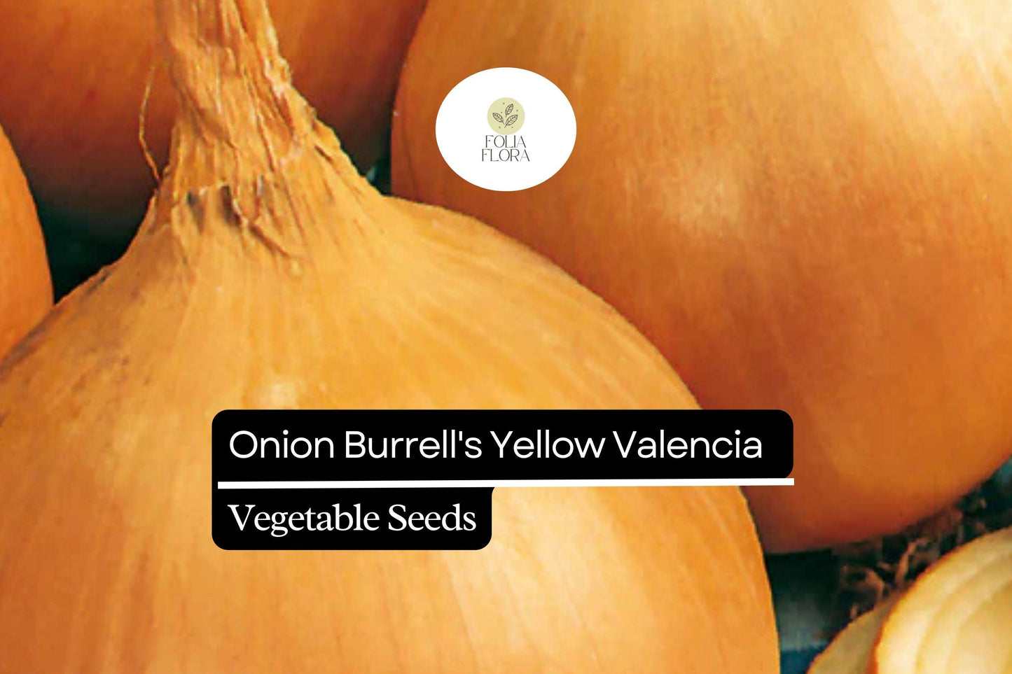 250mg Onion Burrell's Yellow Valencia Seeds Allium cepa | Sweet Globe Onion, Non-GMO, High Yields, Fresh & Storage-Ready Variety