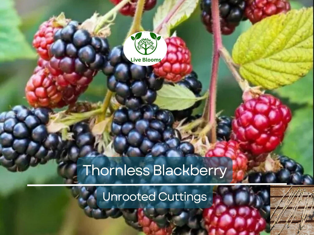 10 Organic Unrooted Thornless Blackberry Cuttings 5"-8" - Rubus fruticosus, Easy to Grow, Sweet Berries Plant, Home Garden, Fruit Cutting