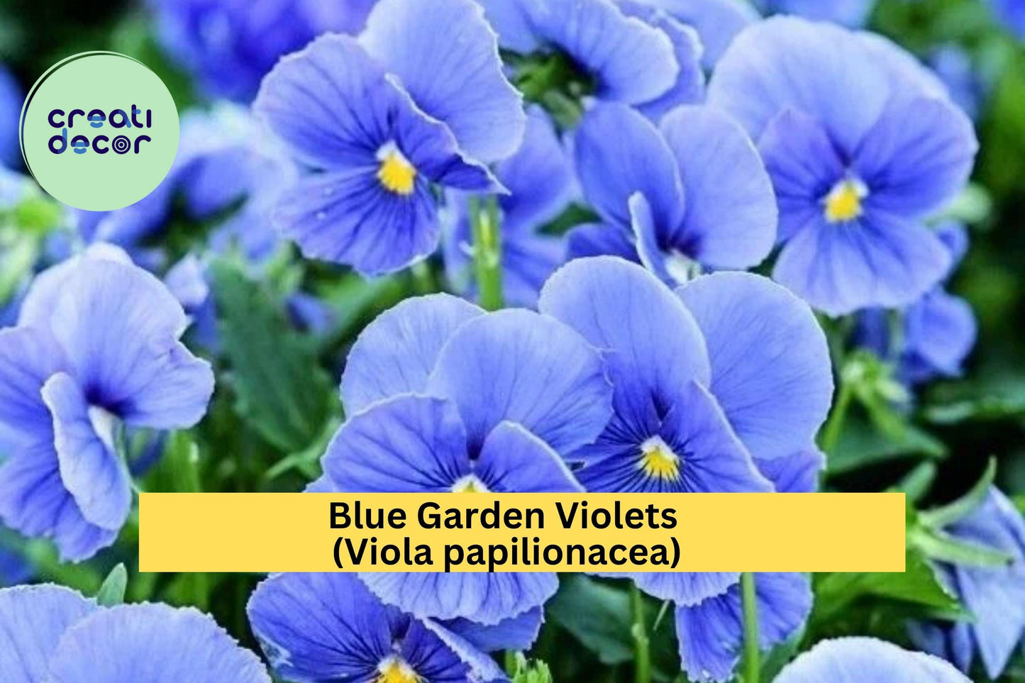 Blue Garden Violet 5 Bare Roots – Viola papilionacea – Hardy Perennial Wildflower with Blue-Purple Blooms for Borders & Groundcover