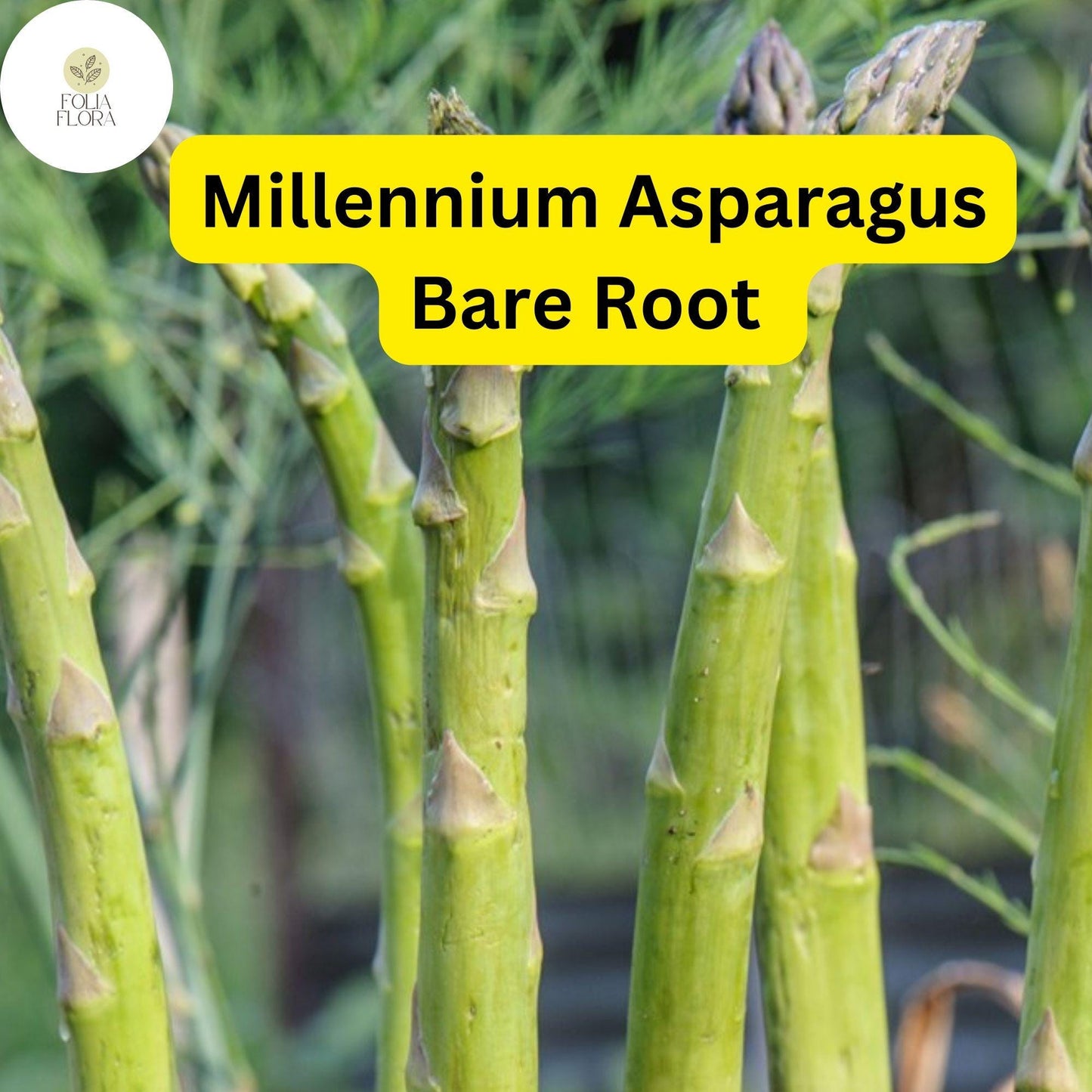 Bare Root Plants Millennium Live Asparagus, 2-Year Crowns, Asparagus officinalis, High Yield, Easy to Grow