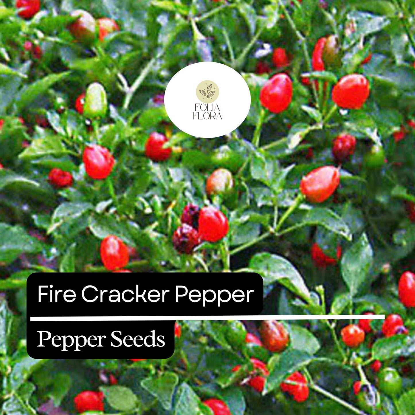 20 Firecracker Pepper Seeds – Extra Spicy, Heirloom, Non-GMO, High Yield, Easy to Grow
