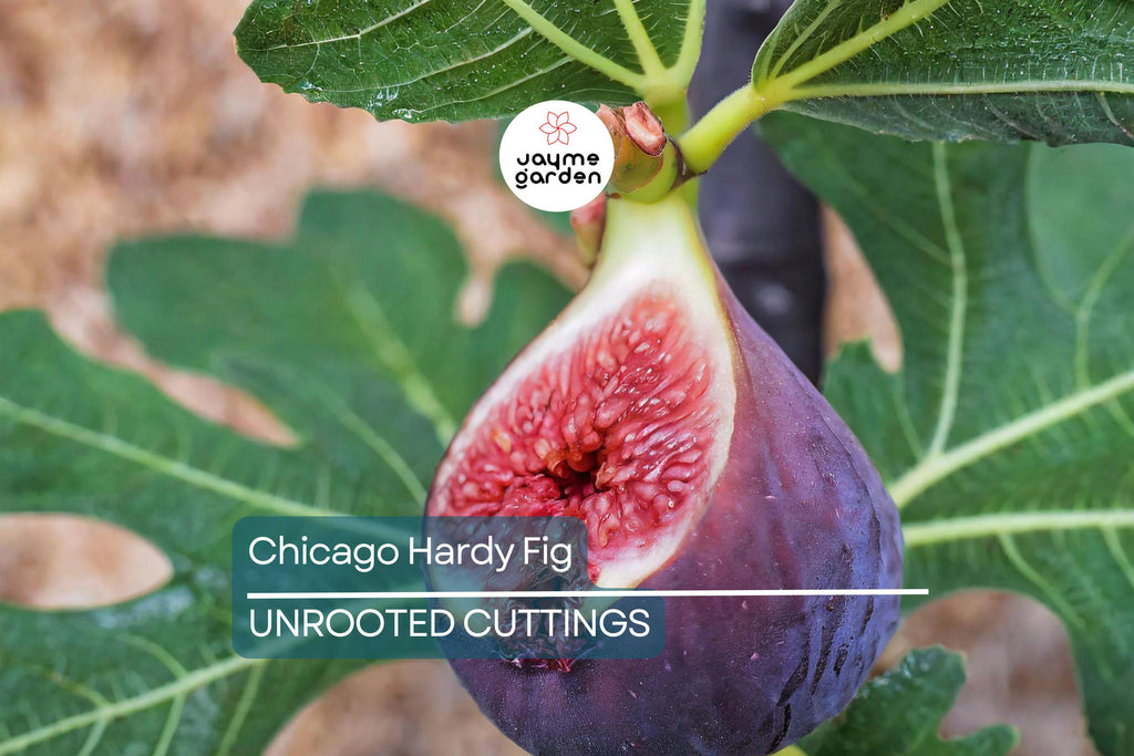 10 Chicago Hardy Fig Tree Cuttings 9”-10", 5+ Nodes Each, Cold-Resistant & Fast-Growing Fig for Temperate Climates