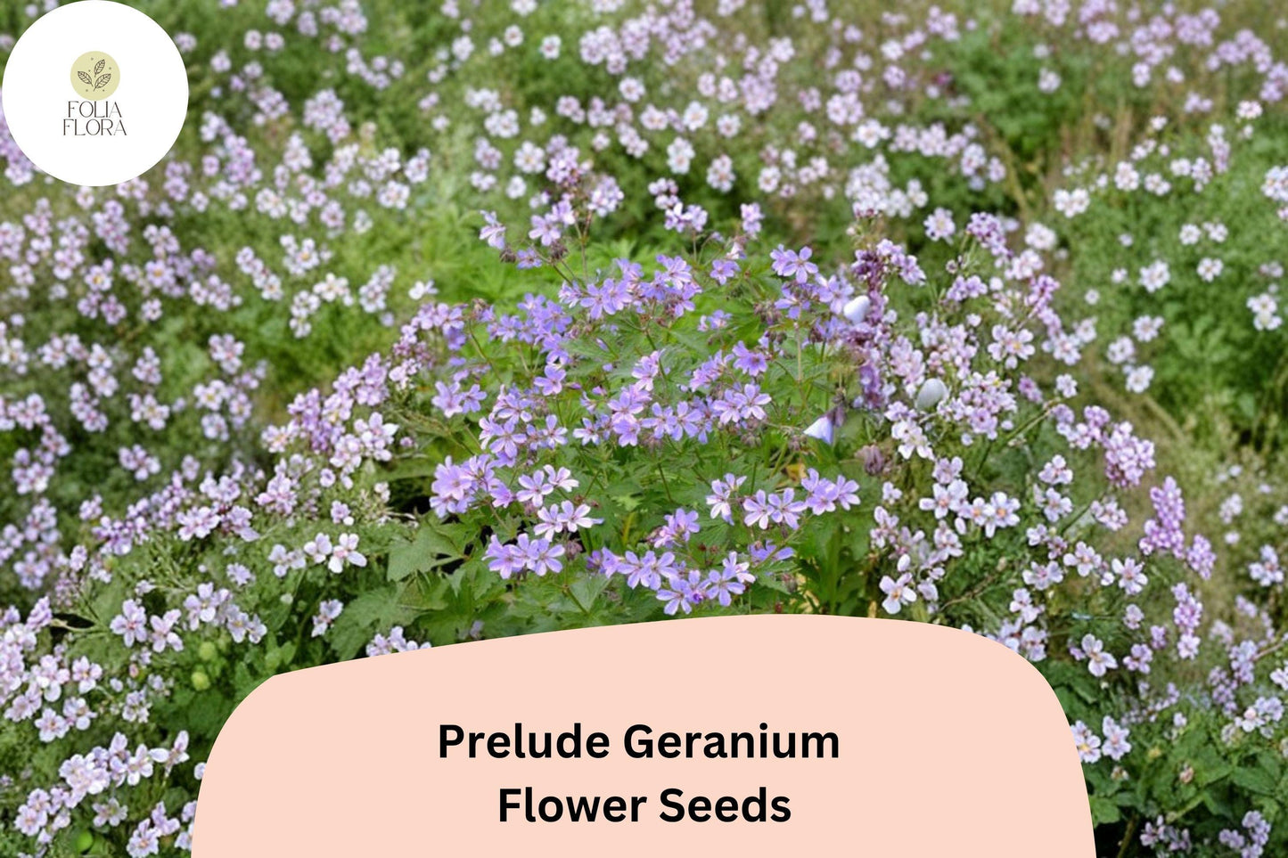 25+ Prelude Geranium Seeds for Garden Planting – Vibrant Purple Blooms, Easy to Grow Perennial Flower