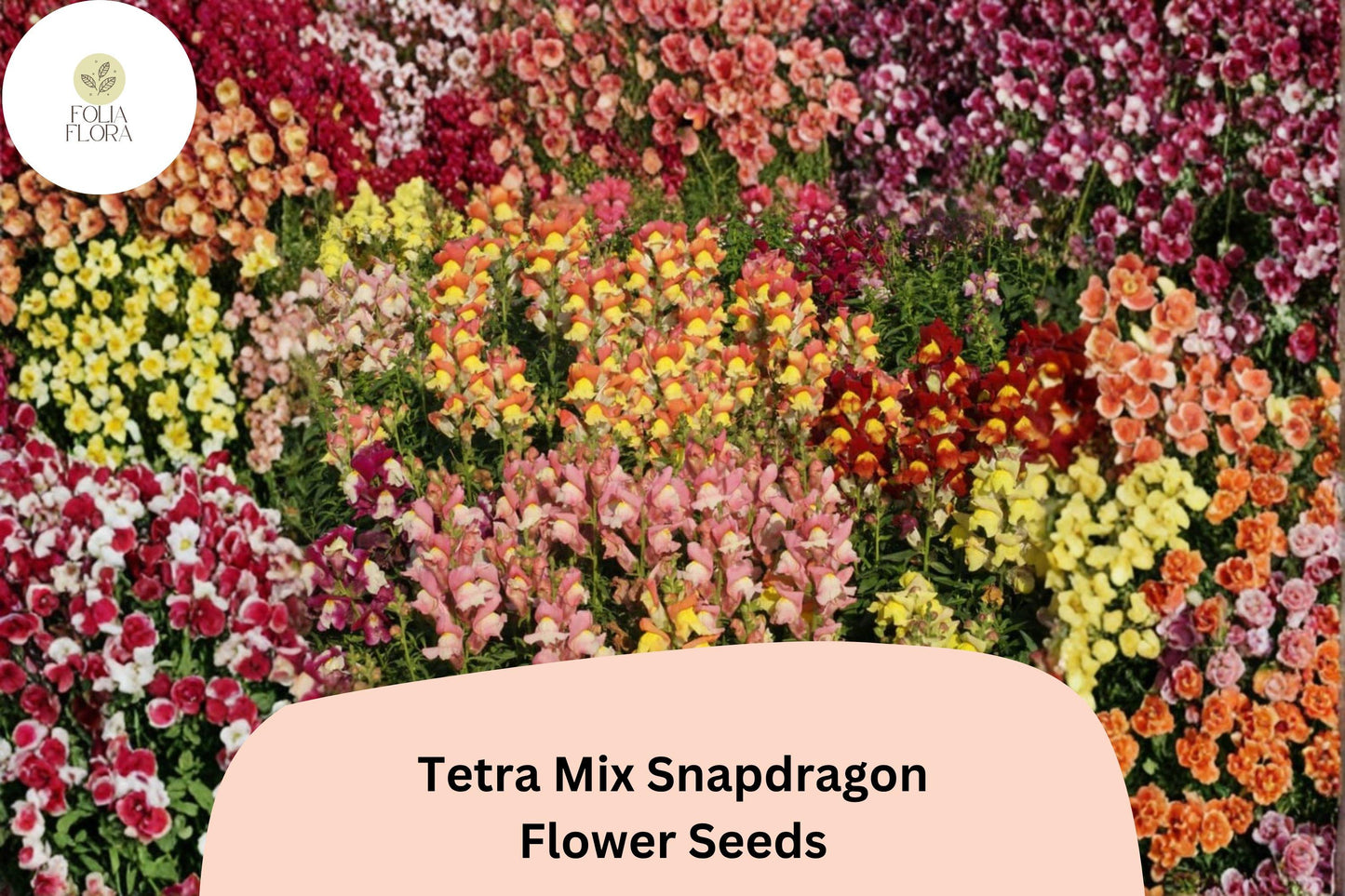 1000+ Tetra Mix Snapdragon Seeds | Antirrhinum majus | Colorful Garden Flowers for Beds, Borders & Containers