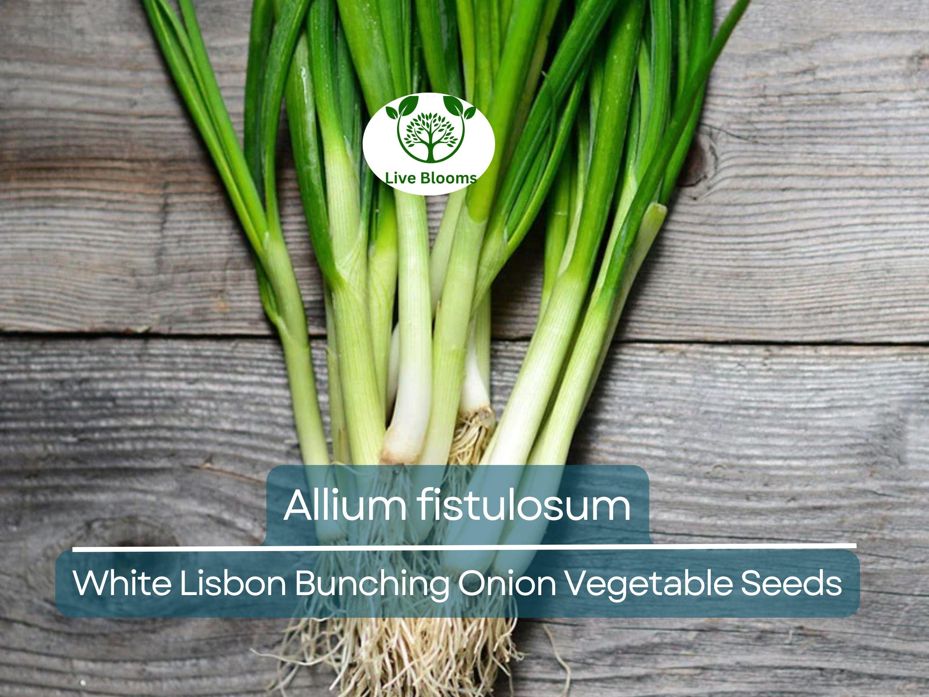 250 mg Seeds Onion White Lisbon Bunching – Allium fistulosum | Heirloom Vegetable for Planting, Crisp & Flavorful Green Onions