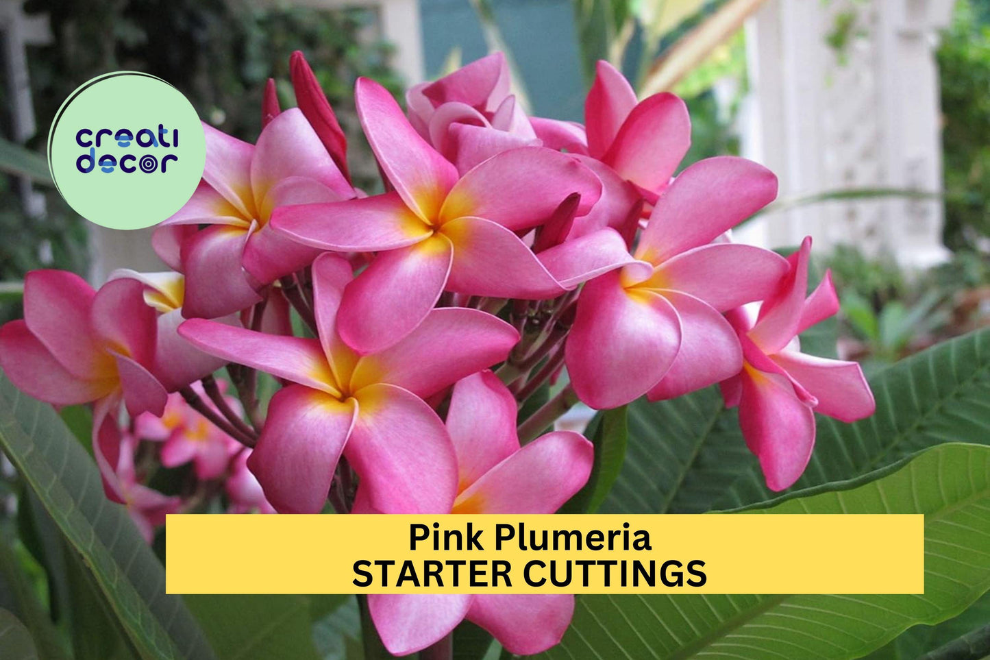 1 Pink Plumeria Cutting – 10" Double Head Unrooted Starter with Fragrant Tropical Blooms, Great for Pots or Landscapes – USA