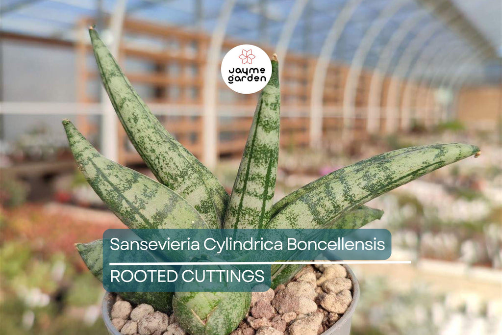 Sansevieria Cylindrica Boncellensis (Starfish Plant) 6"-10" Rooted Succulent - Tough & Drought-Resistant