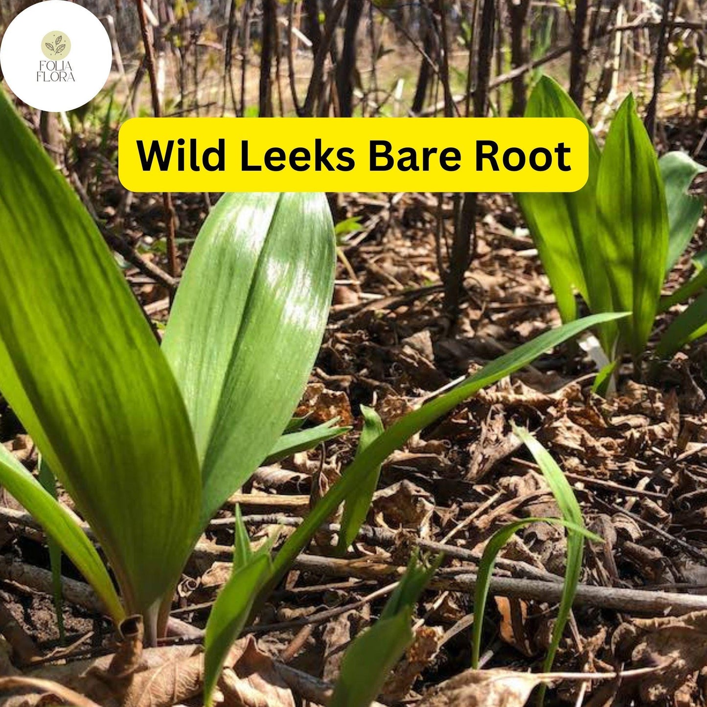 10 Ramps Wild Leeks Bulbs (Allium tricoccum), Organic Bare Root Plants for Planting