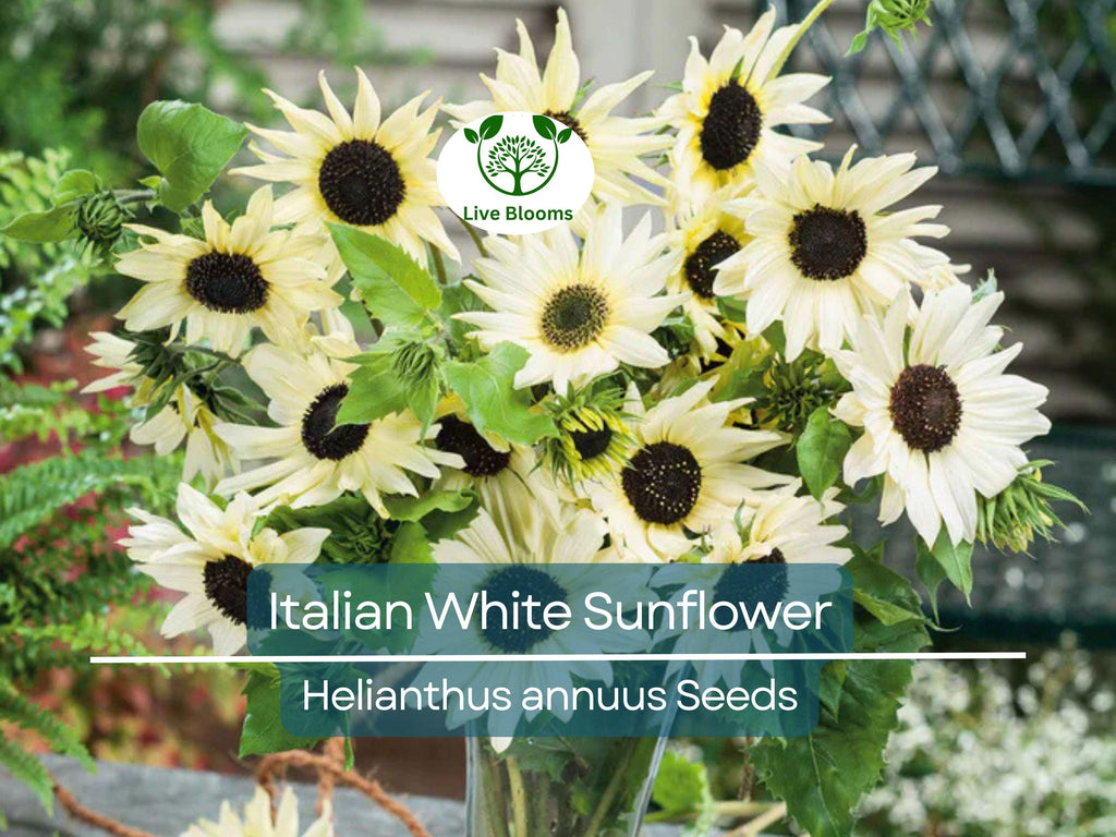 100 Seeds Italian White Sunflower, Non-GMO, Pollinator Friendly, Cut Flowers, Bees, Beautiful White Blooms, Easy to Grow Garden Flowers