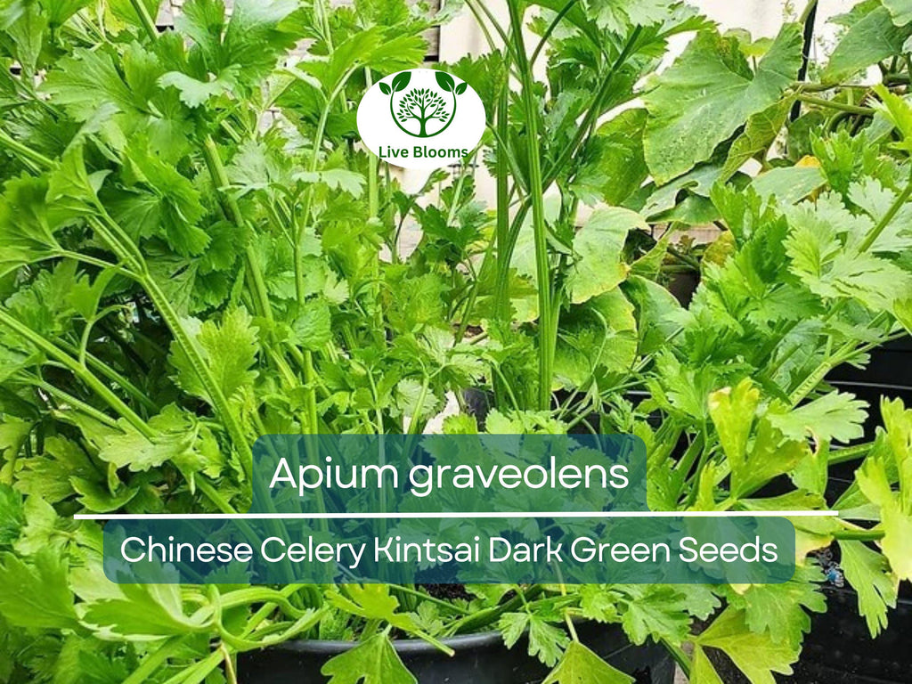 1350 Seeds Chinese Celery Kintsai Dark Green – Apium graveolens | Heirloom Celery for Planting, Gardening & Fresh Culinary Use