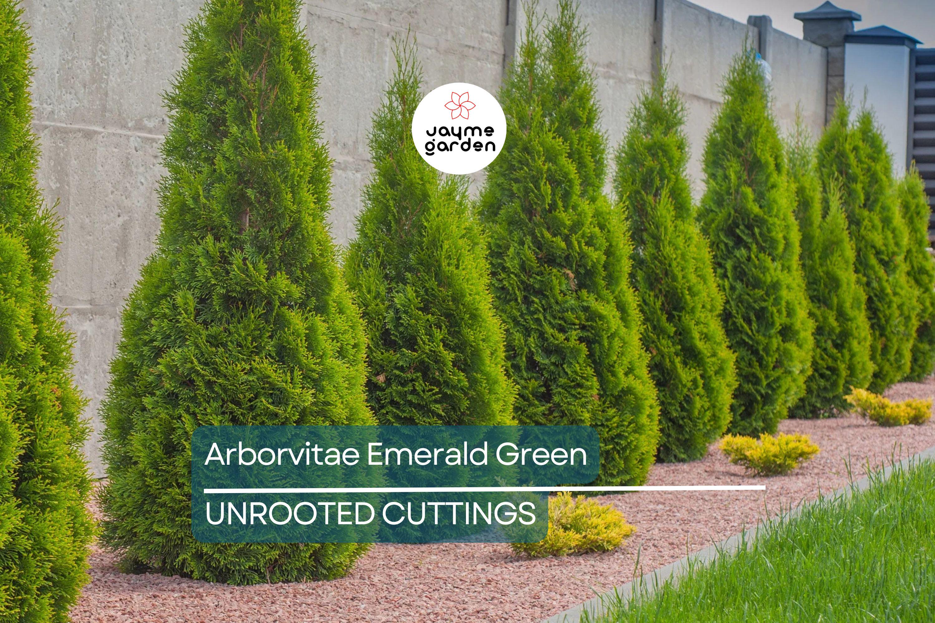 Arborvitae Emerald Green Thuja Emerald Shrub - 10 Fresh Cuttings (10-15 cm) for Rooting