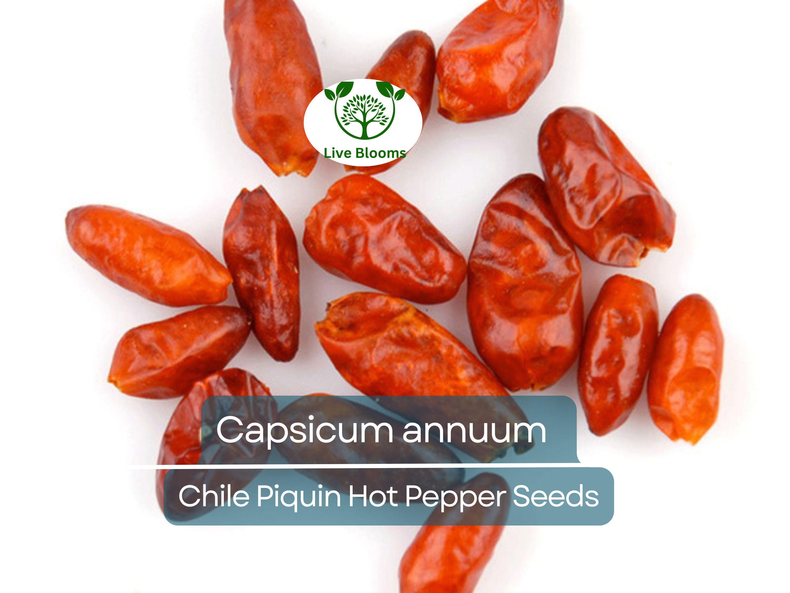 30 Seeds Chile Piquin Hot Pepper – Capsicum annuum | Heirloom Tiny Chili Peppers for Planting, Gardening & Spicy Culinary Use