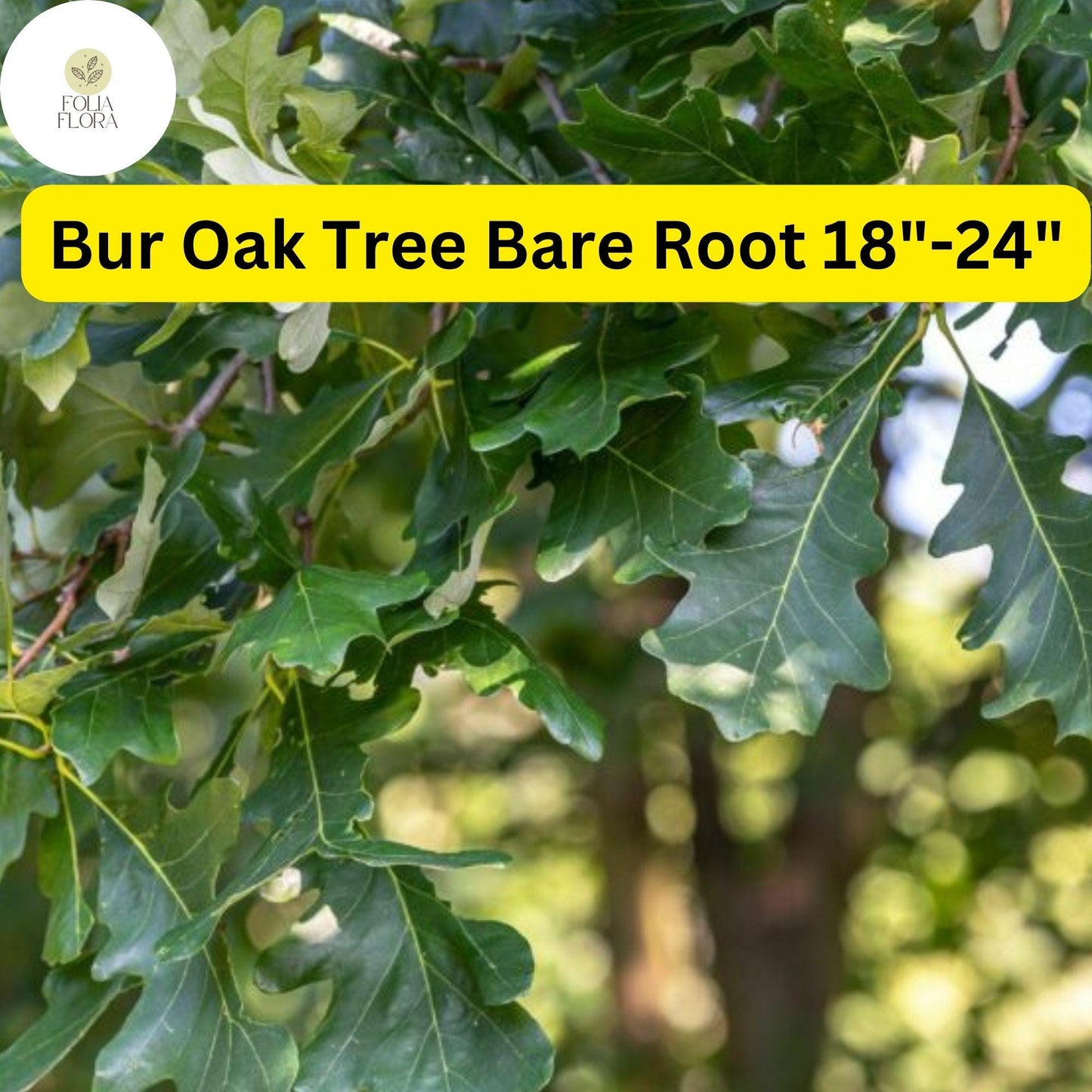 1 Quercus macrocarpa Bur Oak Tree - Live Bare Root Plant 18"-24" for Zones 3-8 - Hardy Shade Tree