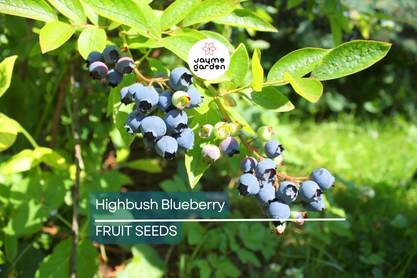 200 Highbush Blueberry Seeds - Disease-Resistant, Self-Fertile, Free Shipping