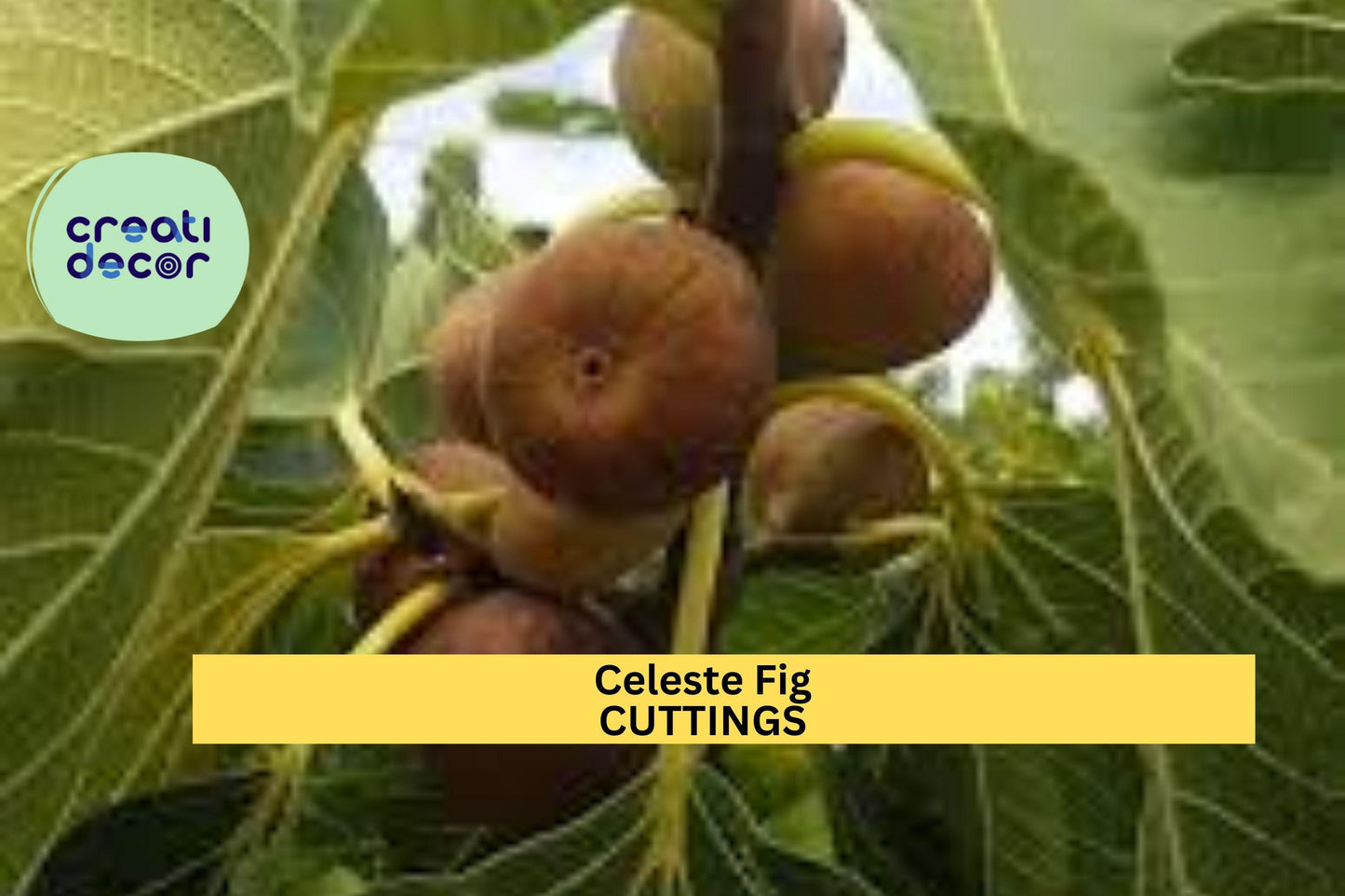 Celeste Fig Tree Cuttings (2) + Natural Willow Water | Sweet Ficus Carica Variety | Easy to Root | Organic Propagation Starter