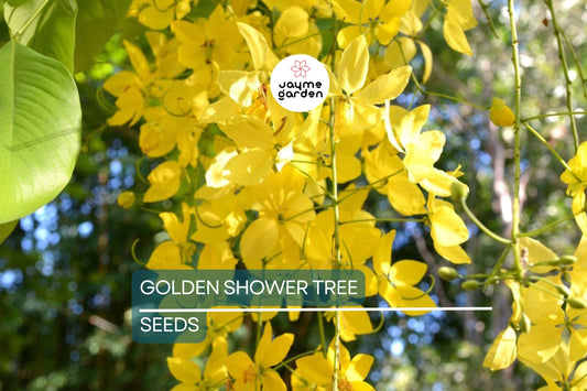 100 Golden Shower Tree Seeds - Cassia Bicapsularis - Yellow Flowers, Butterfly Host, Winter Blooming, Low Water Use