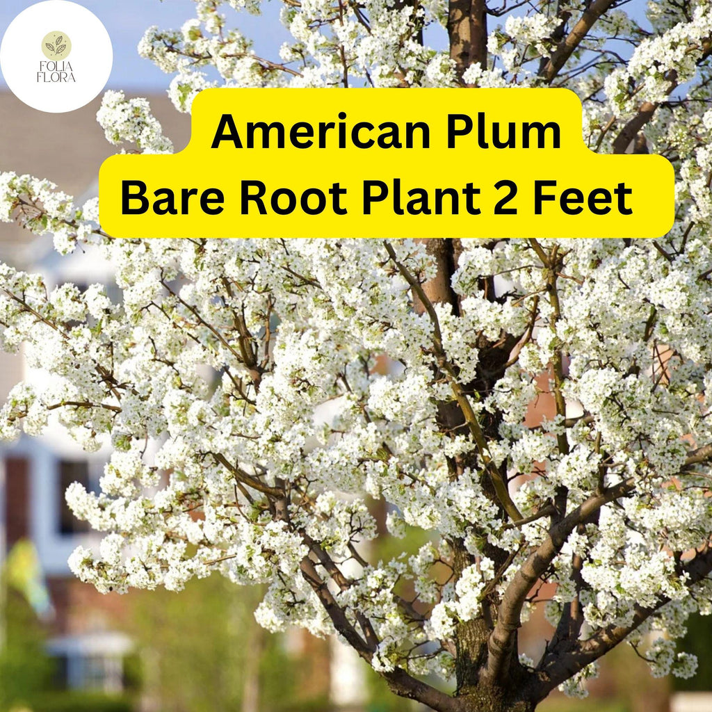 1 American Plum Tree 2ft Tall Live Fruit Tree - Ready to Plant