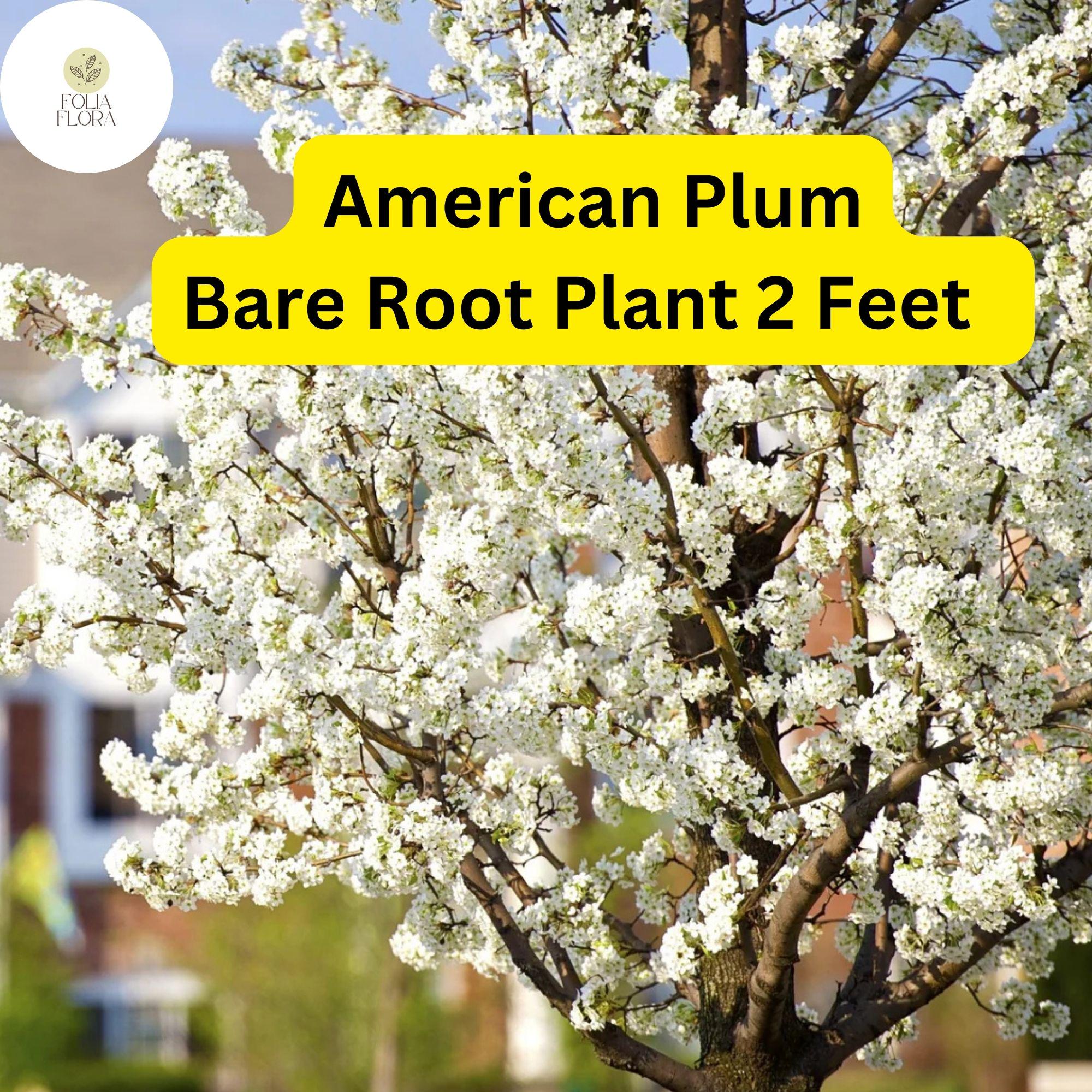 1 American Plum Tree 2ft Tall Live Fruit Tree - Ready to Plant