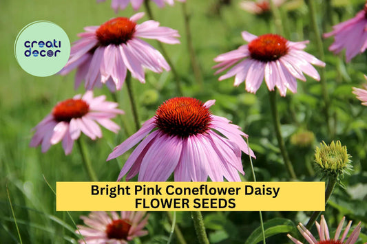 200+ Bright Pink Coneflower Daisy Seeds – Vibrant Perennial Blooms for Garden Planting, Pollinator-Friendly Echinacea – USA