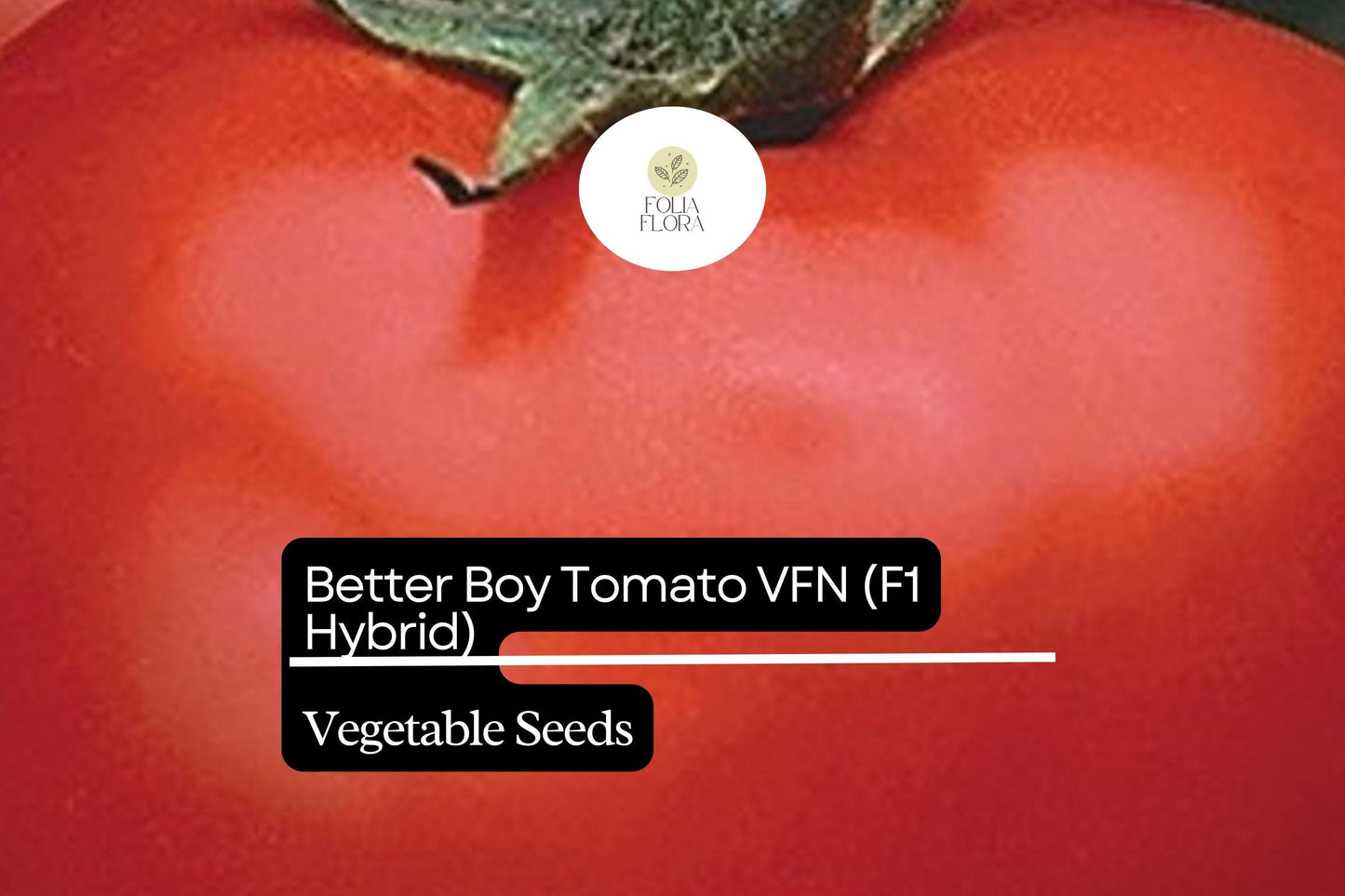 50+ Better Boy Tomato Seeds | Classic Hybrid Variety | Large Juicy Red Tomatoes for Home Vegetable Garden Planting