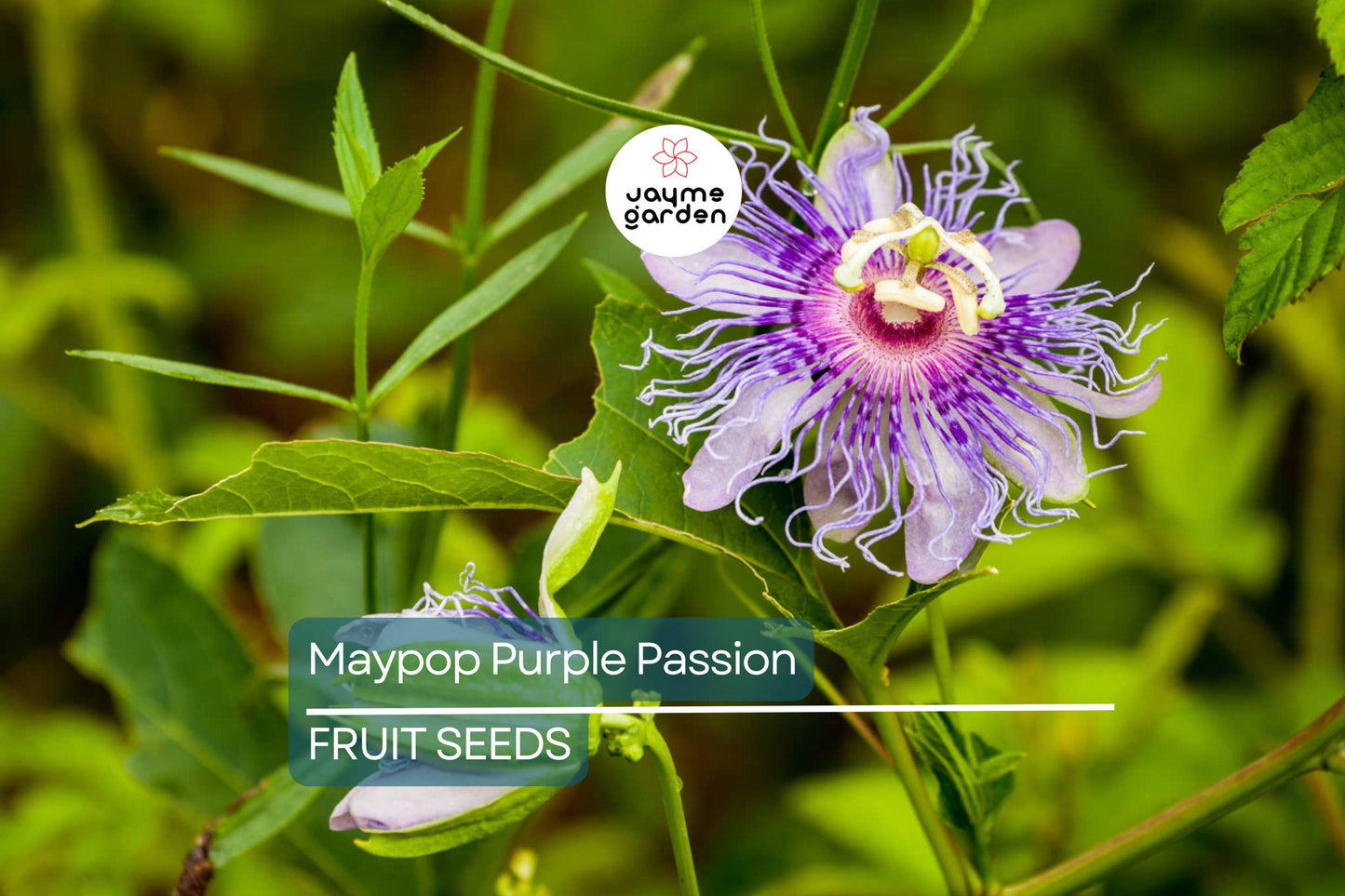 10 Maypop Purple Passion Seeds (Passiflora Incarnata) Edible Fruit, Cold Hardy