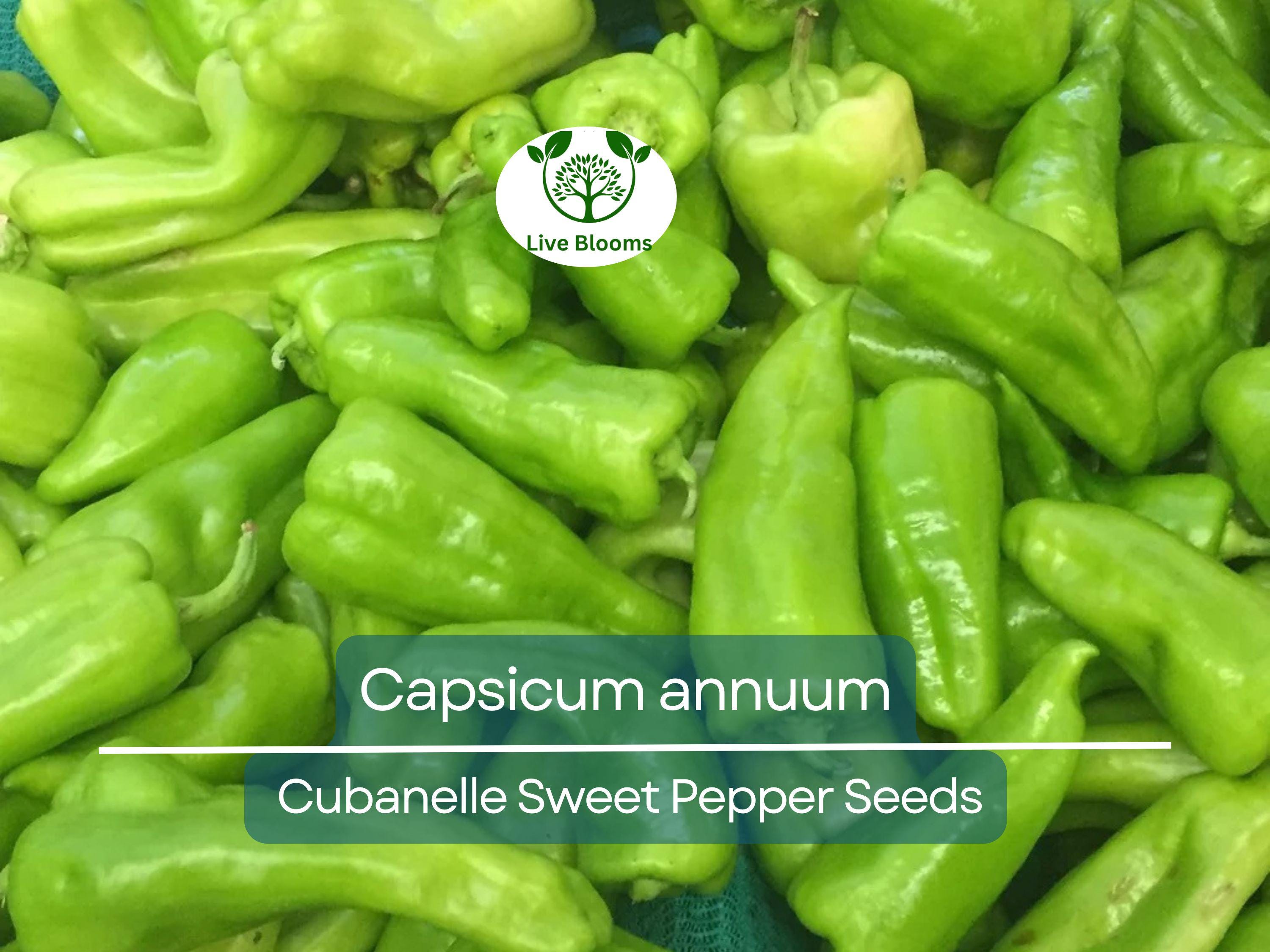 250 mg Seeds Cubanelle Sweet Pepper – Capsicum annuum | Heirloom Sweet Pepper Seeds for Planting, Gardening & Delicious Harvest