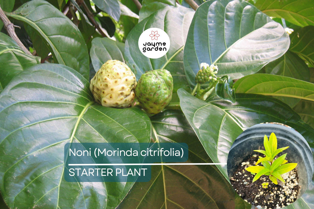 Noni Fruit Tree 6”-12” (Morinda citrifolia) - Live Starter Plant | Tropical Medicinal Tree with Nutrient-Rich Fruits