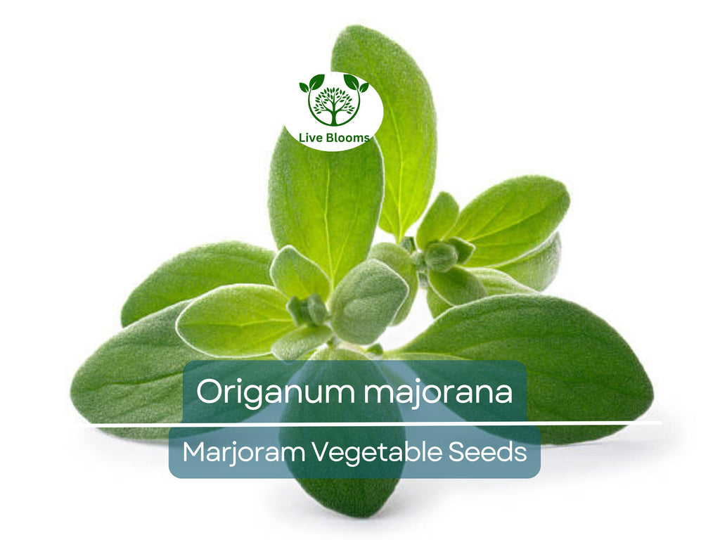400 Seeds Marjoram (Origanum majorana) – Non-GMO, Aromatic Herb, Perfect for Garden & Culinary Use, Easy to Grow, Organic Herb Planting