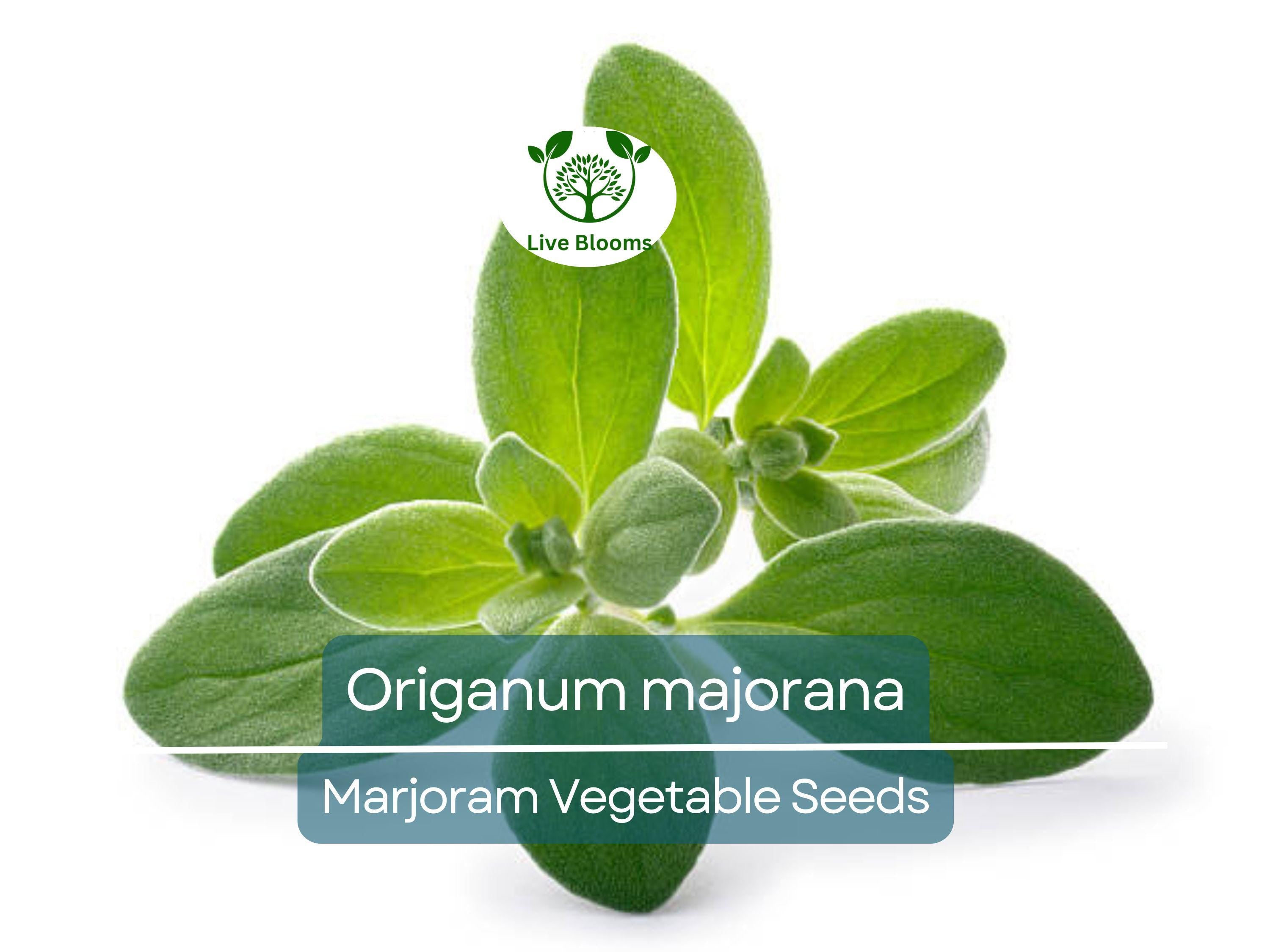 400 Seeds Marjoram (Origanum majorana) – Non-GMO, Aromatic Herb, Perfect for Garden & Culinary Use, Easy to Grow, Organic Herb Planting