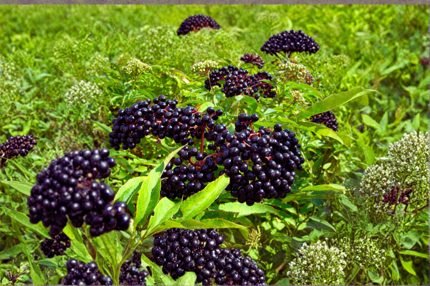American Elderberry 10 Cuttings Dormant Mix (Sambucus canadensis) Bob Gordon Adams Ranch