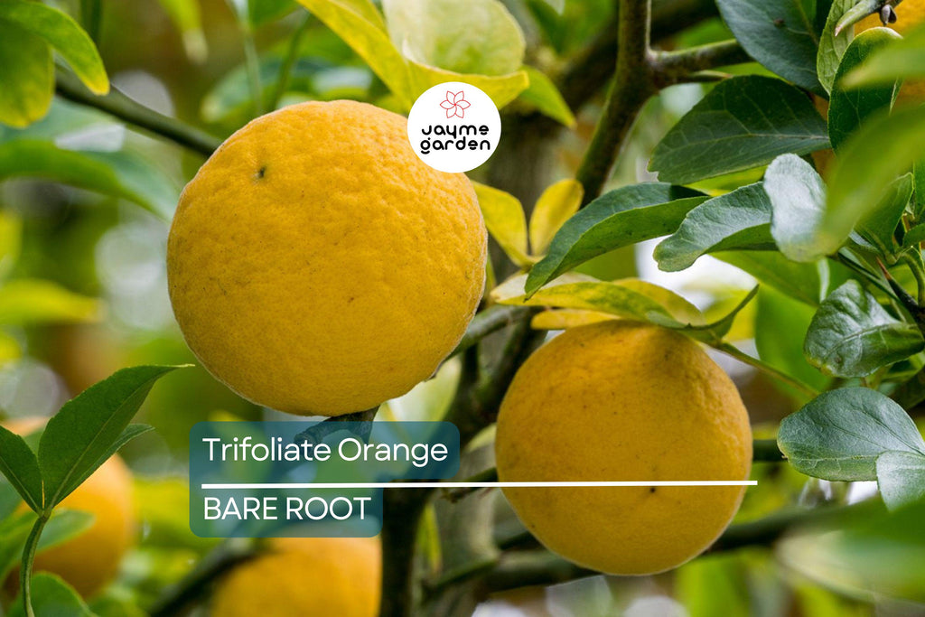 Trifoliate Orange Rootstock (15 Bare Root Plants) – Hardy Citrus for Grafting