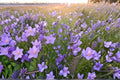 Campanula rotundifolia/Harebells – 100 Seeds | Native Perennial Wildflower | Delicate Blue Blooms | Pollinator-Friendly