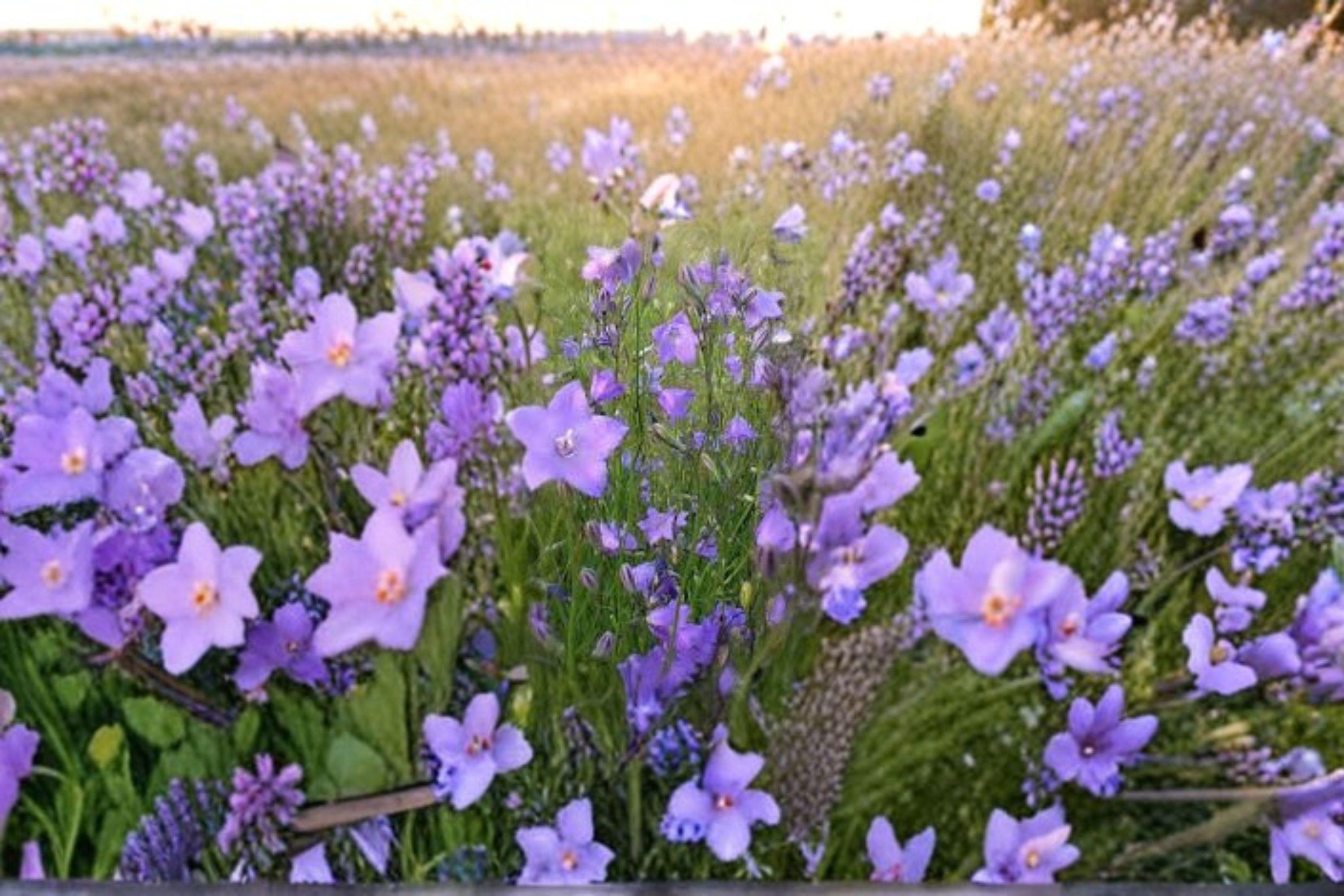 Campanula rotundifolia/Harebells – 100 Seeds | Native Perennial Wildflower | Delicate Blue Blooms | Pollinator-Friendly