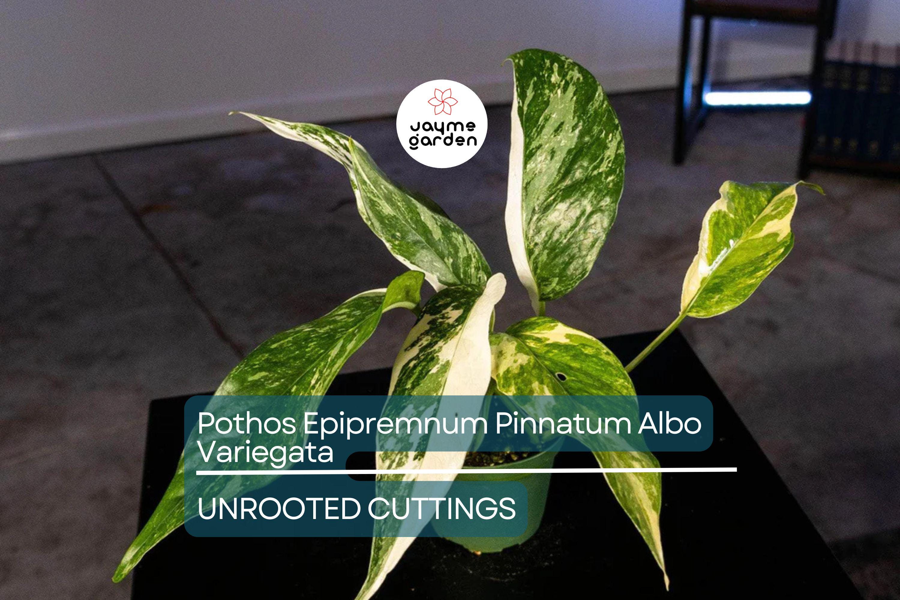 Pothos Epipremnum Pinnatum Albo Variegata Cuttings, Beautiful Fenestrated Leaves, Low Maintenance, Ideal for Climbing